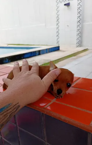 Pinscher fêmea, minúscula mesmo.