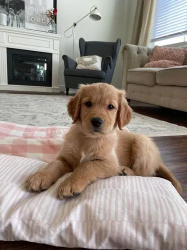 Filhote Golden Retriever, Nada como ser recebido todos os dias com alegria e carinho!
