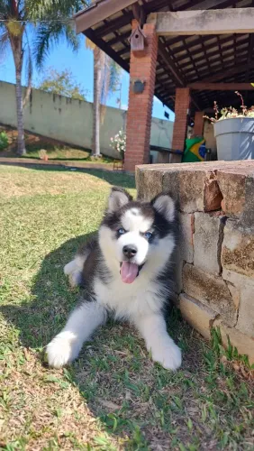 Vendo Husky siberiano
