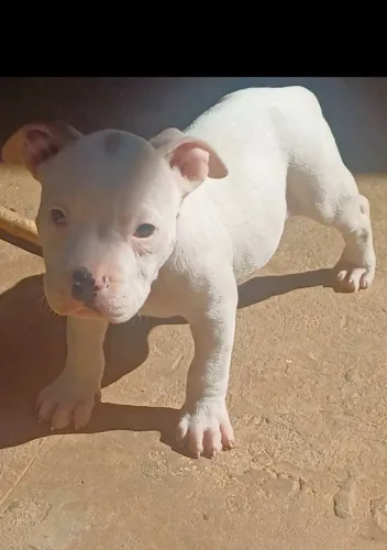 Filhotes de american bully 