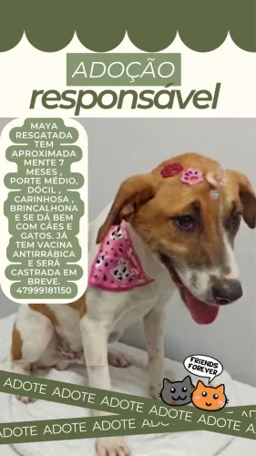 Maya cachorrinha resgatada