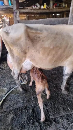 Vaca Jersey com sua terneira