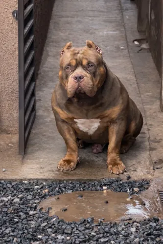 Filhote American Bully