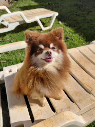 Spitz alemão para cruza