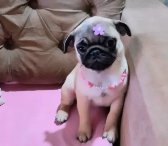 Pug