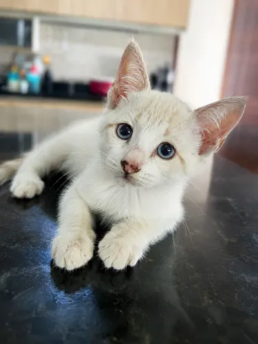 Gatinho para doação.