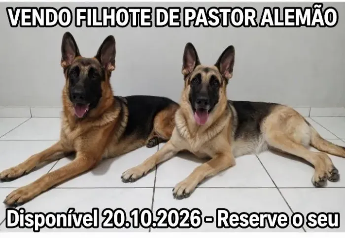 Vendo filhotes de Pastor Alemão Capa preta