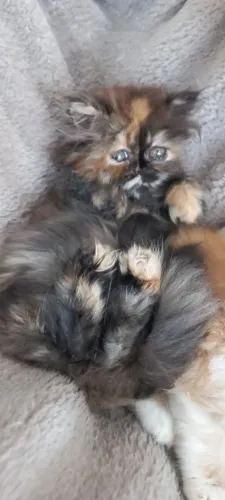Filhote de gata persa fêmea