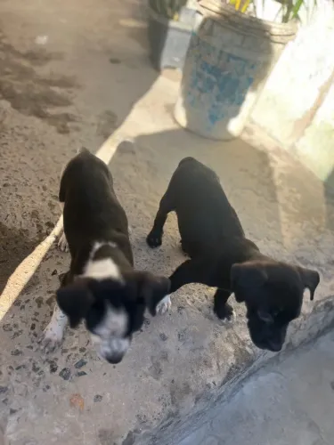 Pets pra adoção 