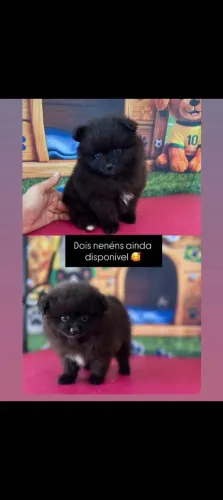 Spitz alemão Lulu Port pequeno promoção 