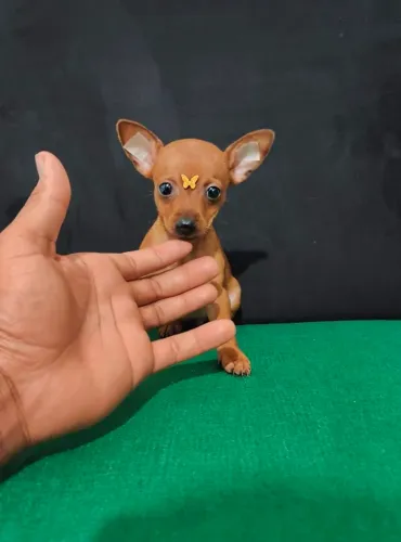 Filhotes de Pinscher vermifugados