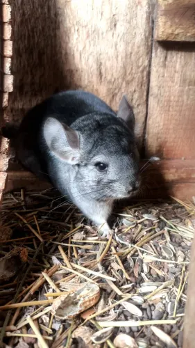 Chinchila macho