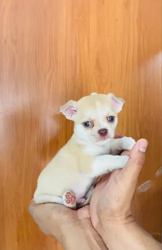 Chihuahua mini macho
