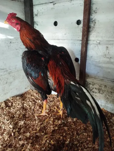 Galos a venda