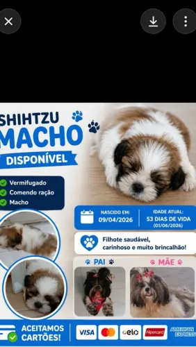 Filhote de Shihtzu 