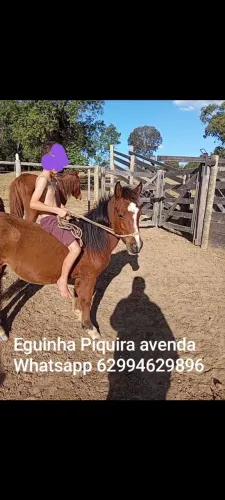 Vendo duas eguinhas Piquira 6 mil as duas whatsapp *
