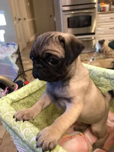 Pug O companheiro ideal para construir uma nova história