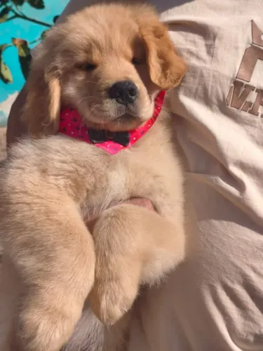 Golden Retriever Fêmea disponível 