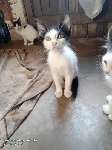 Gatinhas filhote para adoção responsável