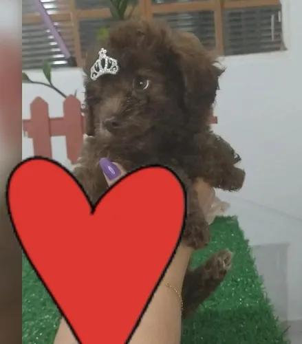Filhotes de poodle chocolate 
