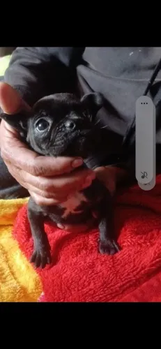 Cachorro fêmea buldoge francês