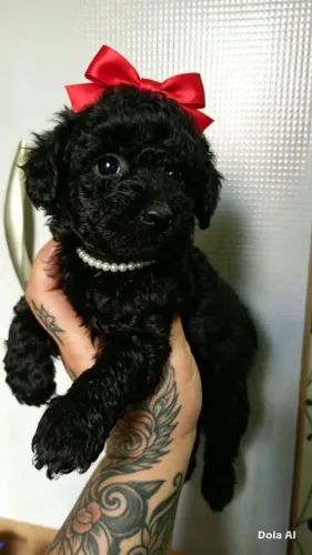 Poodle toy fêmeas 