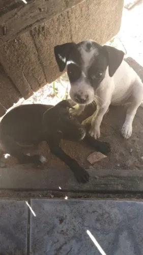 Doação de cachorros 