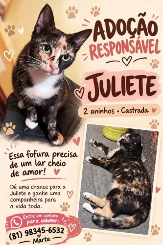 Gatos castrados para adoção 