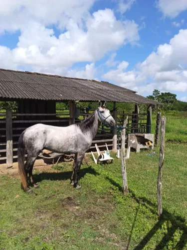 Cavalo manga larga 