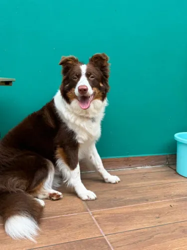 PROCURO BORDER COLLIE MACHO PARA CRUZAR 