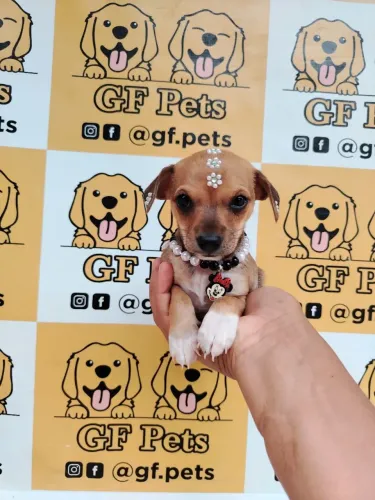 Pinscher fêmea número 1 parcelo no cartão 10x 