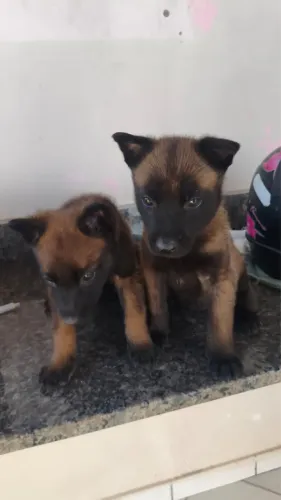 Filhote pastor belga malinois