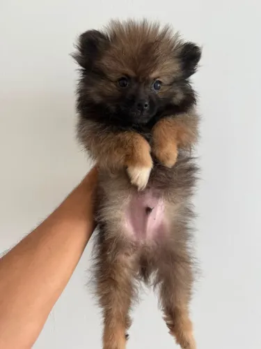 Cachorro Lulu da pamerania