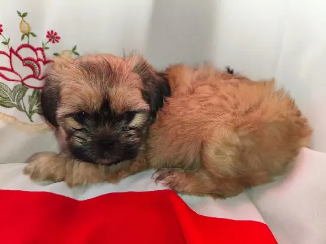Filhote de Lhasa Apso Fêmea