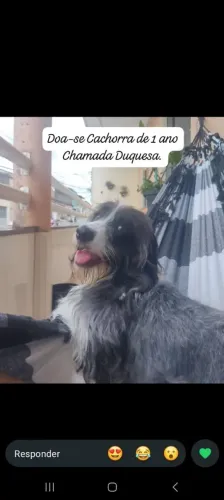 Doa-se cachorra poodle mista 