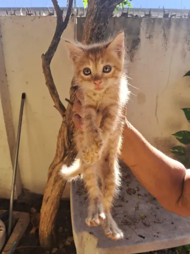 Gatinhos buscando um lar