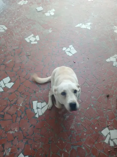 Adoção de filhote Labrador Fêmea