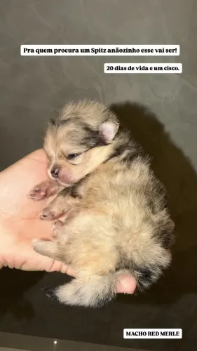 Filhotes de Spitz Alemão a VENDA