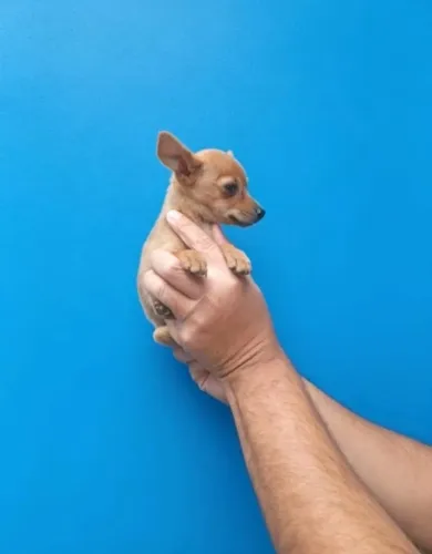 Pet Saudável e Sociável