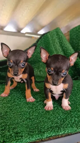 Pinscher macho 0/1