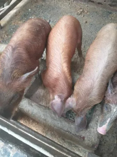 Vendo porco barrão