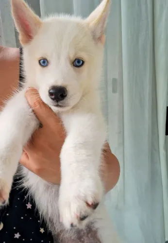 Filhote de Husky Siberiano
