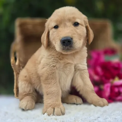 Golden Retriever- O raio de sol de quatros patas que vai iluminar seu lar!