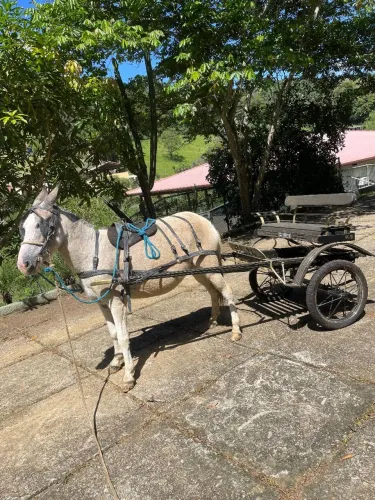 Mula muito mansa + Charrete Tupi nova + Arreio completo novo - Conjunto pronto