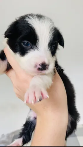 Border Collie Macho Preto e Branco 