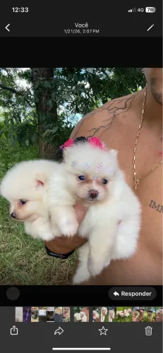Spitz alemão fêmea