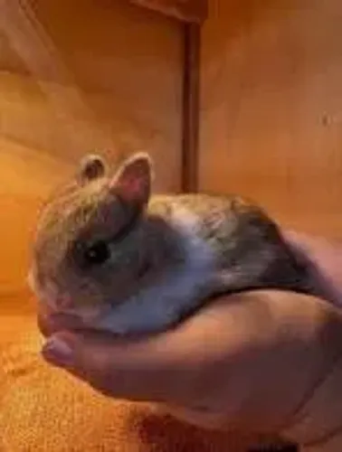 Mini Coelhos Netherland Dwarf - Lindos e Saudáveis