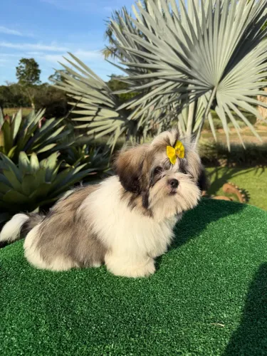 Shihtzus