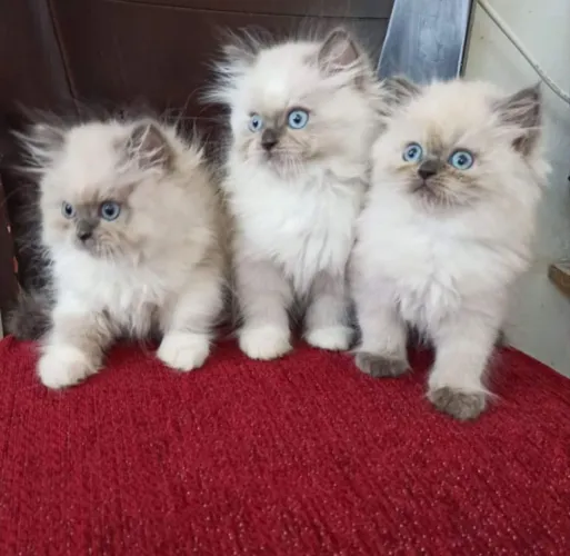 Gato Persa filhotes