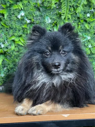 Macho para cruzo LULU da Pomerania 